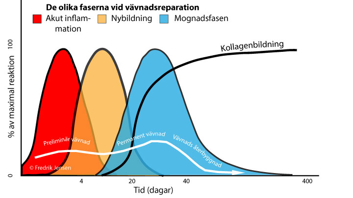 Diagram som visar läkningsfaserna