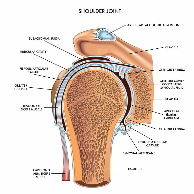 Bild över anatomin i skuldran